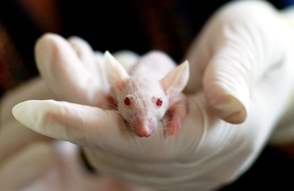 White laboratory mouse with red eyes being gently held by gloved hands during a scientific procedure.