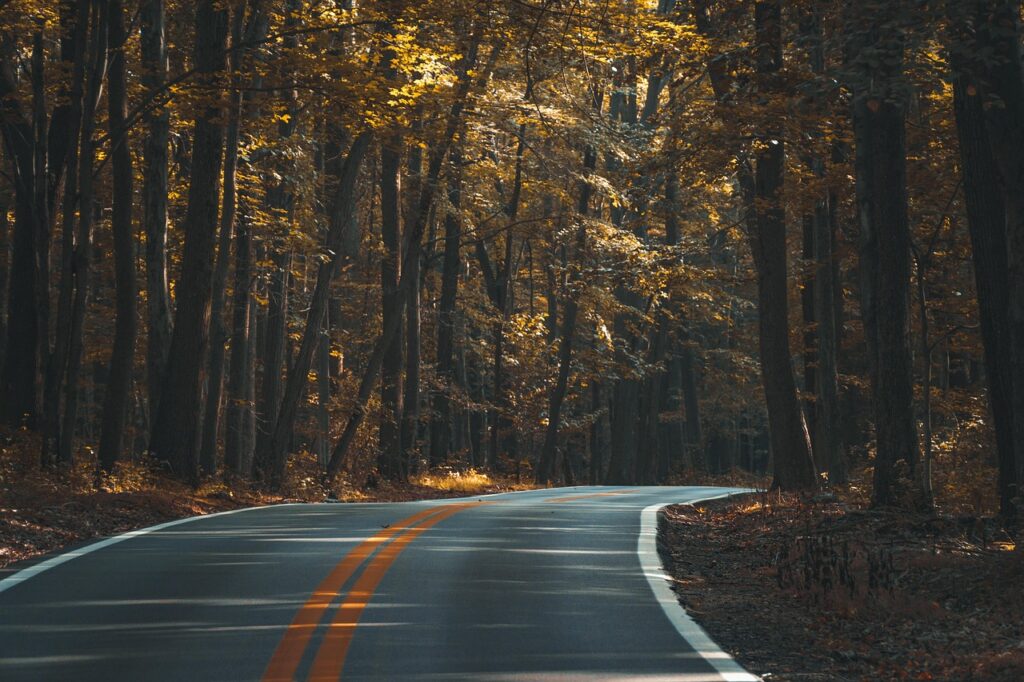 Curving asphalt road with double yellow lines winding through a dense forest with golden autumn foliage.