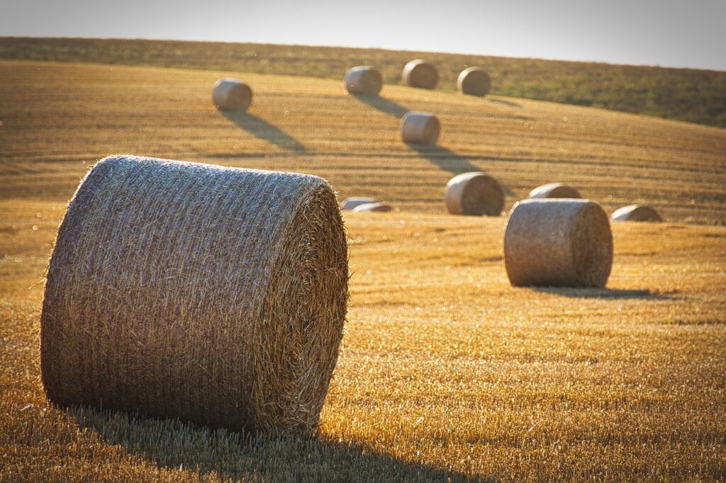 Round hay bales scattered across a golden, harvested field under warm sunlight.