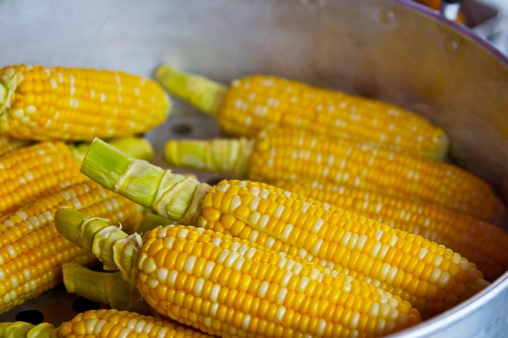 Close-up of several ears of yellow corn with husks trimmed, arranged in a steamer or cooking pot.