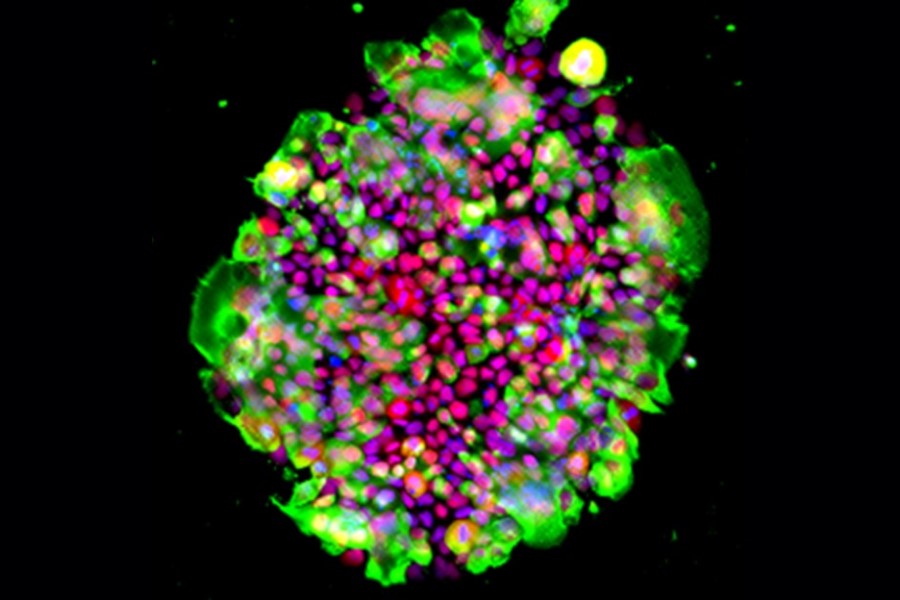 Stem cell image