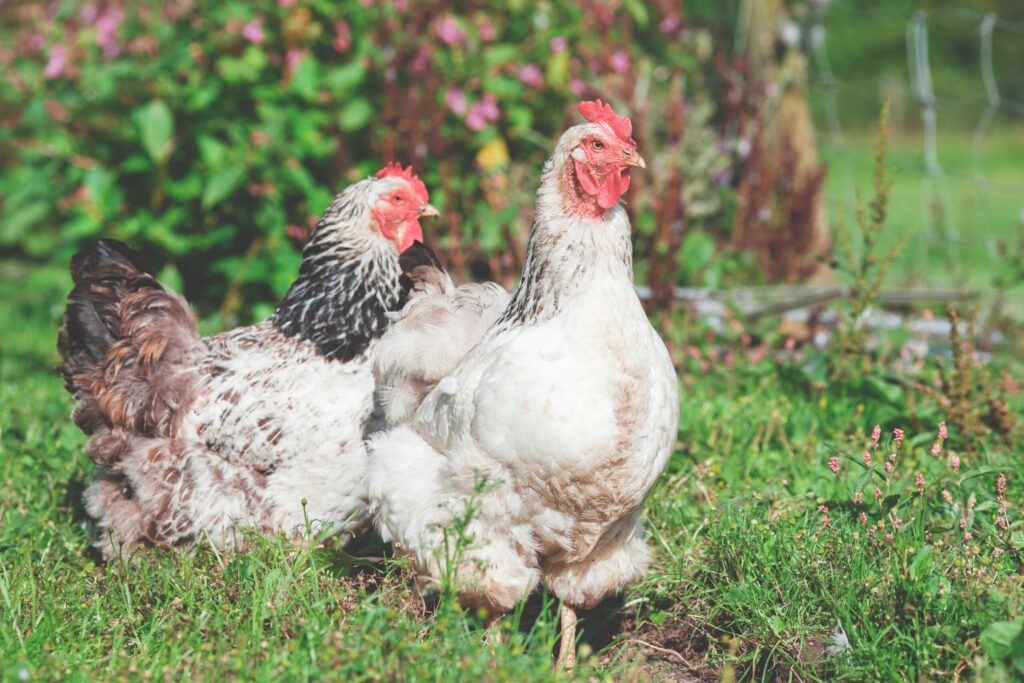 Two white hens in a garden.
