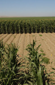 Agriculture Crop Pesticide Testing