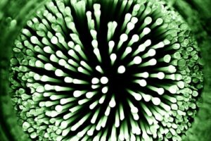 bacteria-108898__340