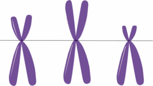 Image of Karyotyping Chromosome Analysis Used in Genetics Testing