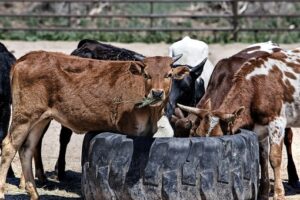 Antibiotics in Food Testing