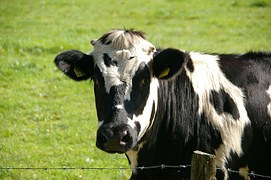 Illegal Drug Residues Testing in the Dairy Industry