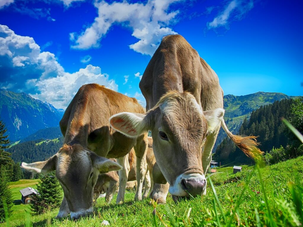 Photo of cows against blue skies