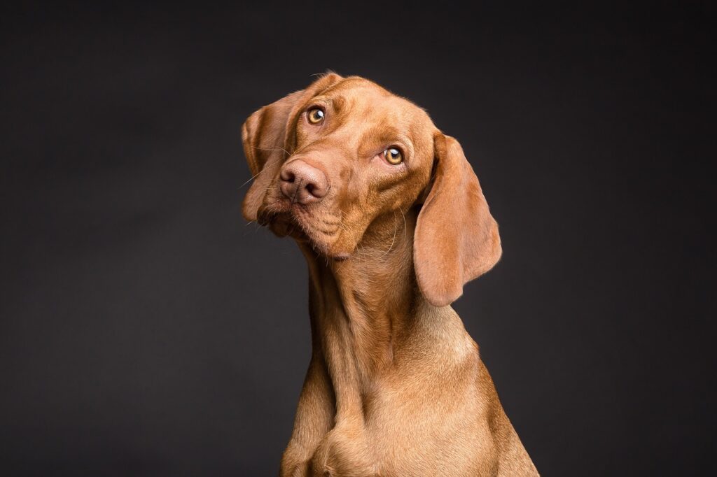 A brown short-haired dog with quizzical look on black background