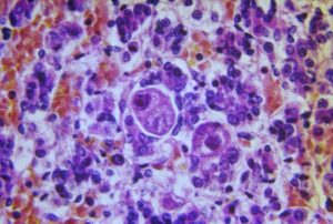 Histology Sample Preparation
