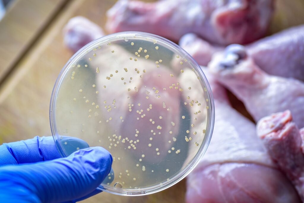 Petri dish with bacteria culture being held in front of raw chicken pieces implying the importance of Kill-step testing in food safety