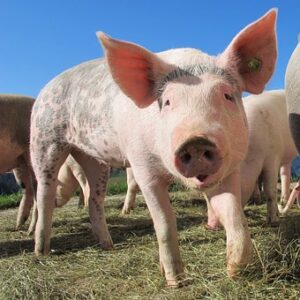 Veterinary Medicine Research and Development Testing