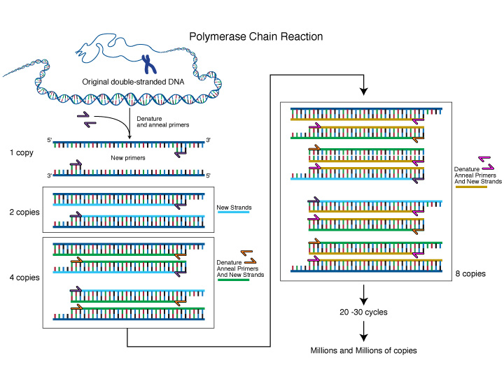 Polymerase Chain Reaction (PCR Analysis)