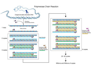 Polymerase Chain Reaction (PCR Analysis)