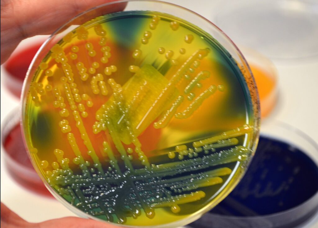 Image of a Petri dish with green biofilm growing on the surface illustrating the importance of preventing biofilm formation