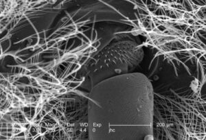 Scanning Electron Microscopy SEM