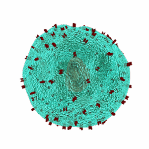 Common Antibodies