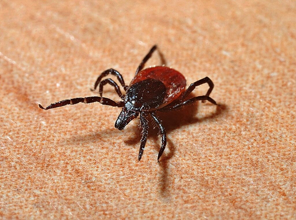 Close-up of a black-legged tick (deer tick) on human skin, known for transmitting Lyme disease through bacterial infection.