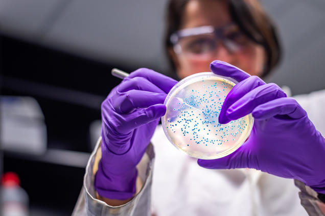 Scientist wearing purple gloves and safety goggles examining bacterial colonies on an agar plate in a laboratory setting.